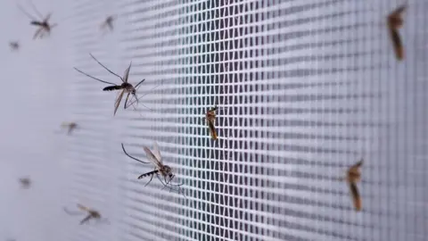 Getty Images Mosquito net