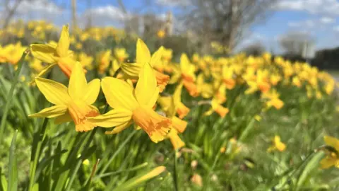 Helen Mulroy/BBC A host of golden daffodils in Thriplow, Cambridgeshire