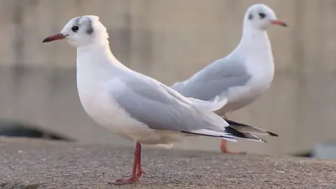 BBC Black-headed gull