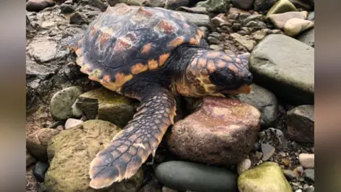 Anglesey Sea Zoo tonni