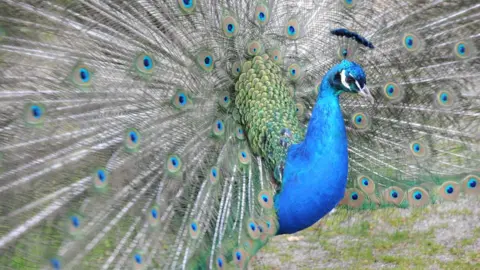 BBC A peacock with its tail