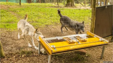 Rooobert Bayer Wolf at the Wolf Science Research Center