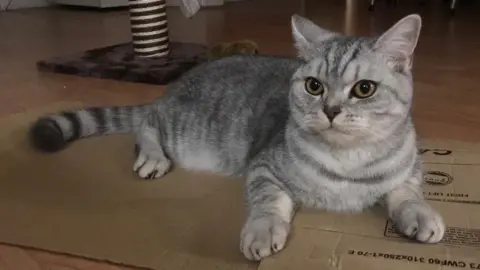 Mariam Issimdar/BBC A grey cat sitting on a piece of cardboard. The cat has amber eyes and is looking directly at the camera. 