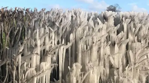 Alison Best Ice formations near Llong on the way to Mold on a roadside