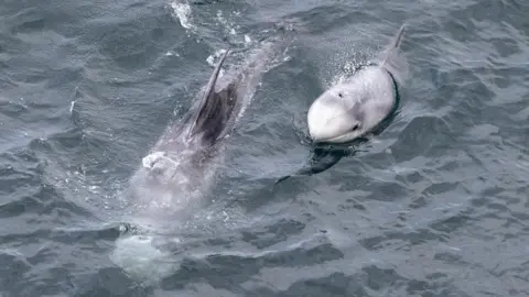 Karen Munro Risso's dolphins