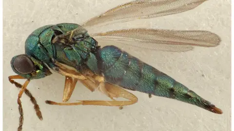 Hansson & Hanson 2023 A colourful wasp