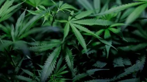 Reuters Cannabis plants