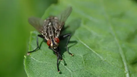 BBC Fly on a leaf