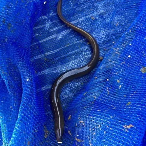 Luke Heller An eel found in an oyster net in the Solent