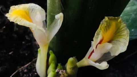 © Thawatphong Boonma via PA Media Amomum foetidum, a plant from the ginger family