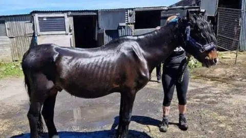 Welsh Pony Rescue & Rehoming Charitable Trust Prince