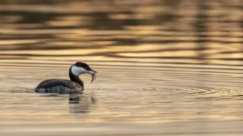 Denbighshire County Council Slavonian grebe