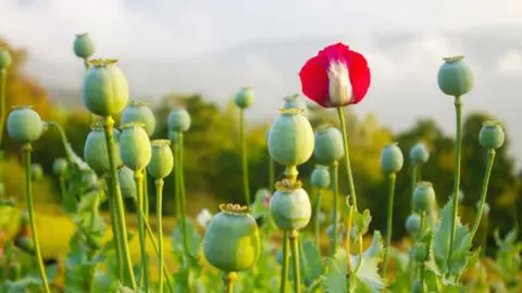 University of York Opium Poppy