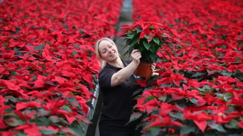 Arden Lea Nurseries A woman is working in the gaps between two raised flower beds. Either side of her, poinsettias run back as far as the image. She is holding a flower pot with a poinsettia in it.