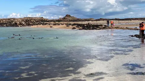 Jersey Fire and Rescue Pod of Dolphins in La Rocque Harbour