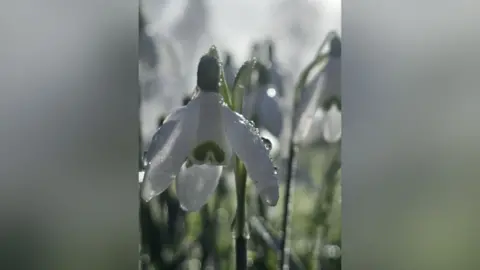 Juliet Davis A close up image of a snowdrop covered in droplets of water
