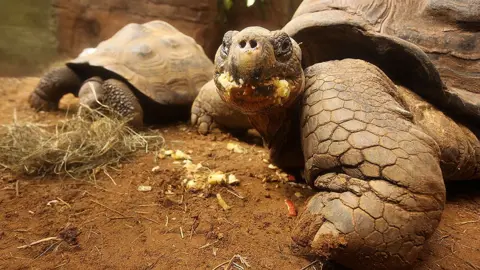 Getty Images Giant tortoise