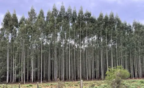 A eucalyptus plantation in Uruguay