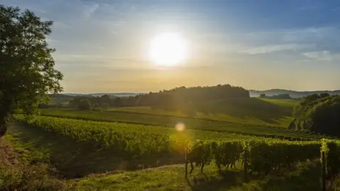 Getty Images A vineyard in Bordeaux France
