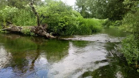 Wessex Rivers Trust A close-up shot of a clear flowing river, with a fallen tree and lots of greenery