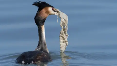 Getty Images Grebe with plastic