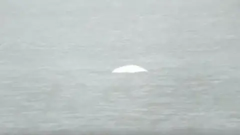 Dave Andrews @iPterodroma Beluga whale in the Thames