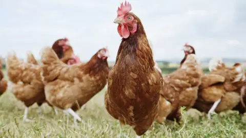 Getty Images Chickens outside in fields