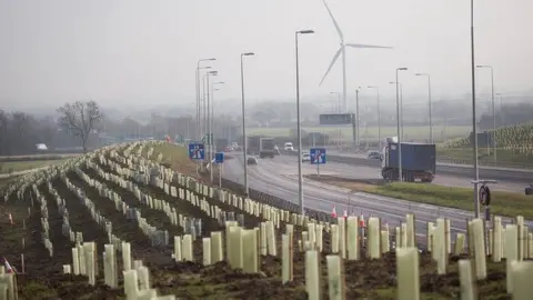 National Highways Trees planted along A14