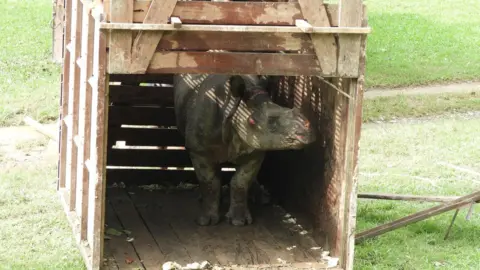 Ishwor Joshi The young rhino emerges from her crate