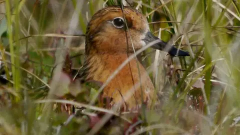  MJMcGill Spoon-billed sandpiper in the wild (c) MJMcGill