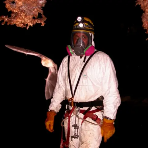 University of Sheffield The researchers had to search caves for their bedbug samples, as most of the species live on bat hosts