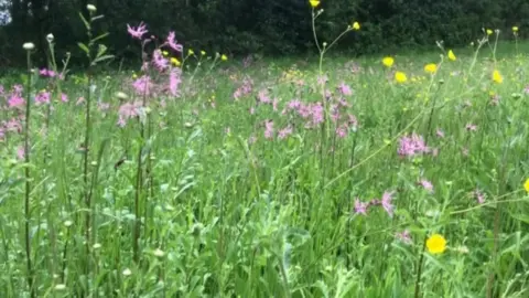 BBC Wildflowers