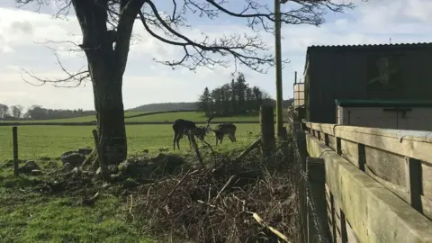Scottish SPCA Tangled deer