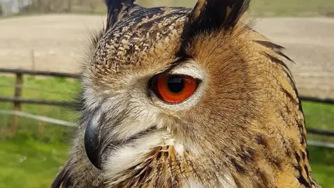 Mere Down Falconry European Eagle Owl Bella
