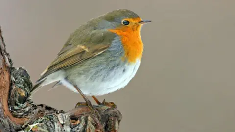 Science Photo Library European Robin