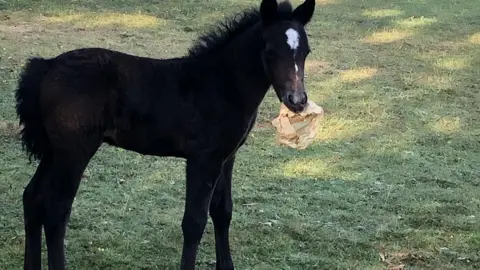 Lindsey Hoyle Foal with litter