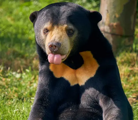 Paradise Wildlife Park Sun bear