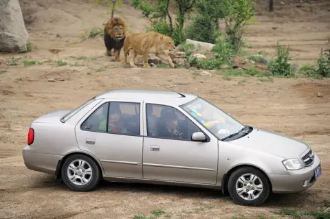 Getty Images In a picture taken on 2 June 2010 Chinese visitors sit in their car as they admire lions at the Badaling park near China's Great Wall outside Beijing.