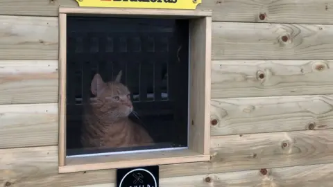 Somerset CCC Brian the cat looks out the window sitting in his new home at Somerset County Cricket Club