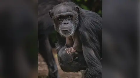 Chester Zoo Chimpanzee ZeeZee with her new baby