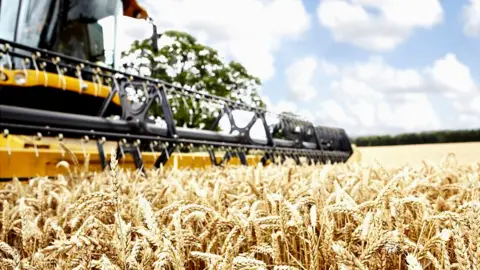 field of wheat