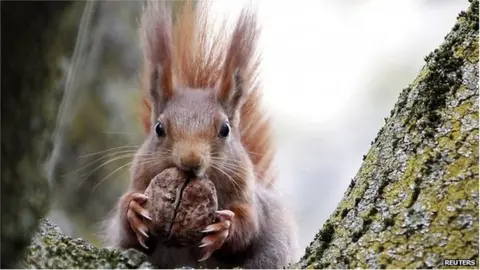 Reuters Red squirrel