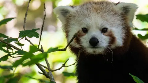 Bristol Zoo Gardens Pan the Red Panda