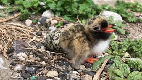 RSPB Common tern chick on Coquet Island