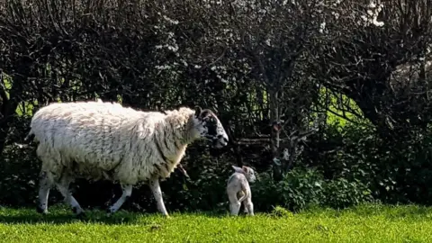 Dorset Police Sheep