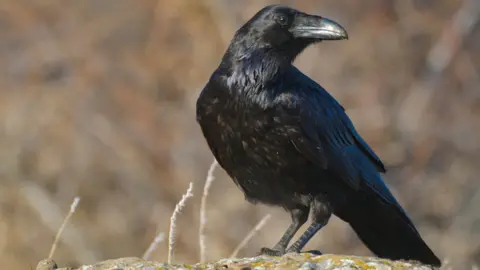 Getty Images Ravens fell victim to bird poisoners in Wales last year