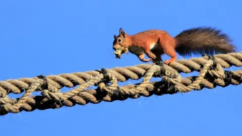 Red squirrel