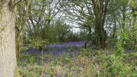 Launde Big Wood