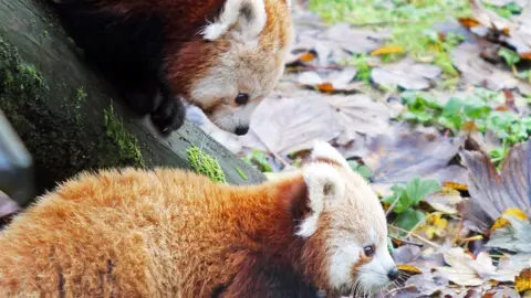 Belfast Zoo the babies