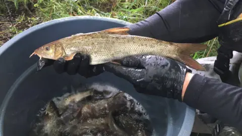 Barbel fish